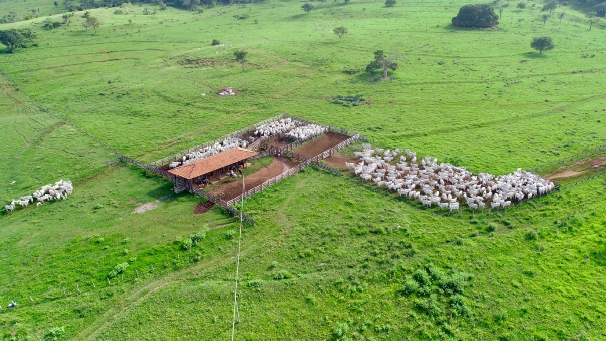 Biox - Auditoria de Rebanho
